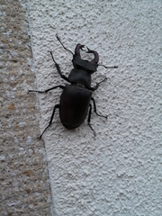 Lucanus cervus