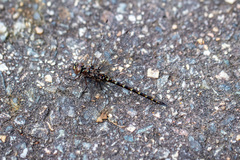 Gomphaeschna antilope