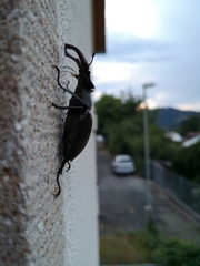 Lucanus cervus