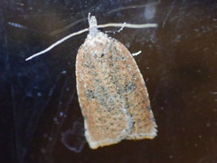 Meritastis polygraphana
