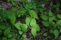 Circaea