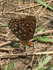Speyeria coronis halcyone