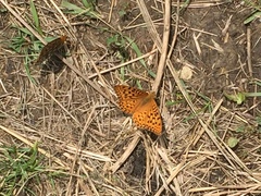 Speyeria coronis halcyone