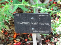 Rhamnus myrtifolia