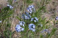Amsonia ciliata texana