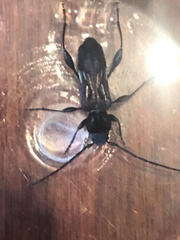 Physocnemum brevilineum