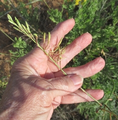 Oenothera cinerea cinerea