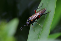Macrophya punctumalbum