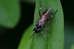 Macrophya punctumalbum