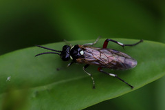 Macrophya punctumalbum