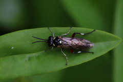 Macrophya punctumalbum