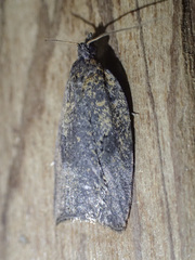 Meritastis polygraphana