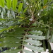 Filicium decipiens - Photo (c) Tabris Tabarsi,  זכויות יוצרים חלקיות (CC BY-NC-ND), הועלה על ידי Tabris Tabarsi
