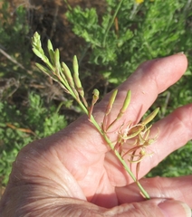 Oenothera cinerea cinerea