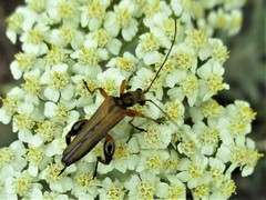 Oedemera podagrariae
