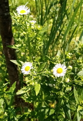 Erigeron annuus