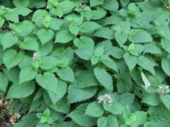 Lamium orvala