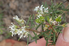 Agathosma bisulca