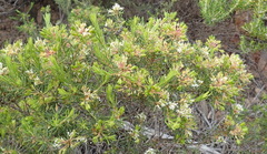 Agathosma bisulca