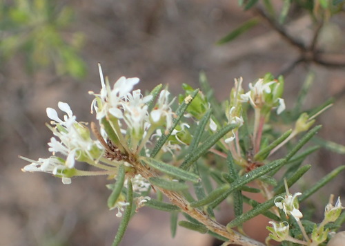 Image of Agathosma bisulca by (c) Nicola van Berkel, some rights reserved (CC BY-SA)