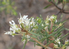 Agathosma bisulca