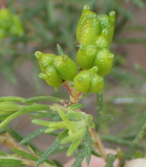 Agathosma bisulca