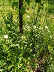 Erigeron annuus