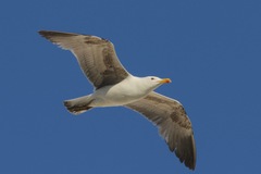Larus michahellis