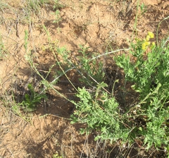 Oenothera cinerea cinerea