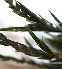 Fontinalis neomexicana