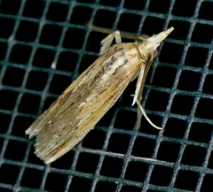 Ancylostomia stercorea