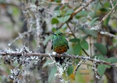 Eriocnemis cupreoventris