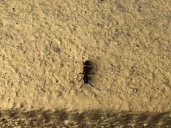 Tilloidea unifasciata