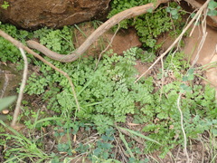 Cheilanthes multifida