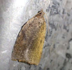 Meritastis polygraphana