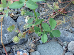Trifolium microcephalum