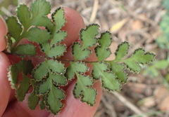 Cheilanthes multifida