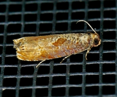 Episimus tyrius