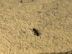 Tilloidea unifasciata