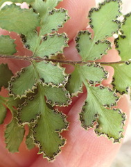 Cheilanthes multifida