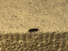 Tilloidea unifasciata