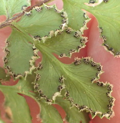Cheilanthes multifida