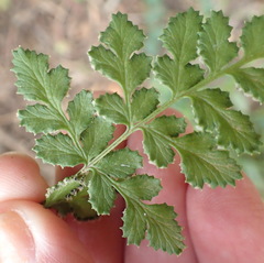 Cheilanthes multifida