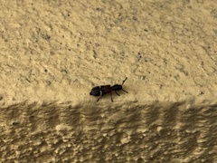 Tilloidea unifasciata