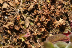Marchantia polymorpha