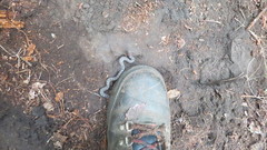 Storeria storerioides