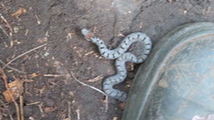 Storeria storerioides