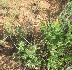 Oenothera cinerea cinerea