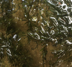 Fontinalis neomexicana