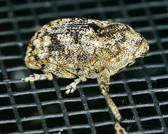 Episcirrus brachialis